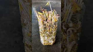 Grow Mung bean at home#shortsfeed #viral