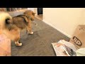 お気に入りのオモチャをしれっと窃盗する柴犬