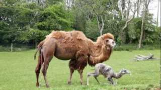 Manor House - Birth of a Baby Camel: MHWP, Tenby, Pembrokeshire, Wales: May 23rd, 2012