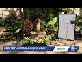 Corpse flower expected to bloom next week at Mitchell Park Domes
