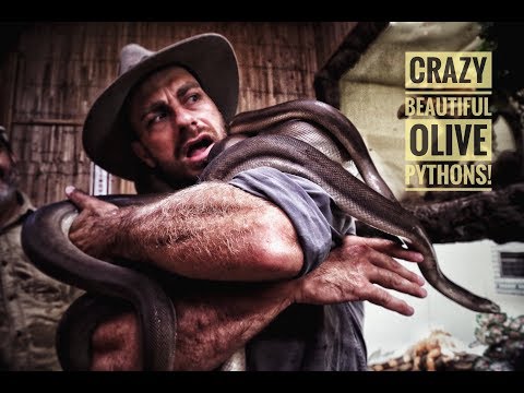 Olive Pythons are CRAZY!