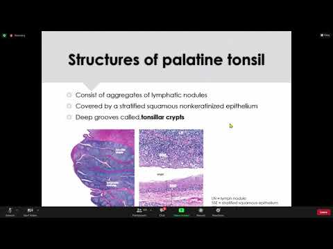 Lymphoid tissue (PART1)