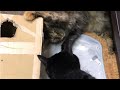 バロンとマールの段ボール遊び😊黒猫black-cat🐈‍⬛キジトラbrown-tabby