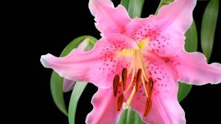 ﾅｵﾄｲﾝﾃｨﾗｲﾐ