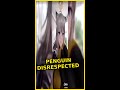 Penguin Disrespected — Penguin Scolded for Disrespecting the Snowman #Shorts