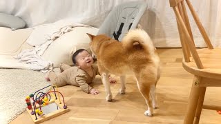 ズリバイ覚えた赤ちゃんを心配そうに見にくるベビーシッター犬