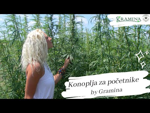 Video: Kaj Je Konoplja In Kako Je Narejena