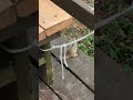 Thief spots no-nonsense owner. #shorts