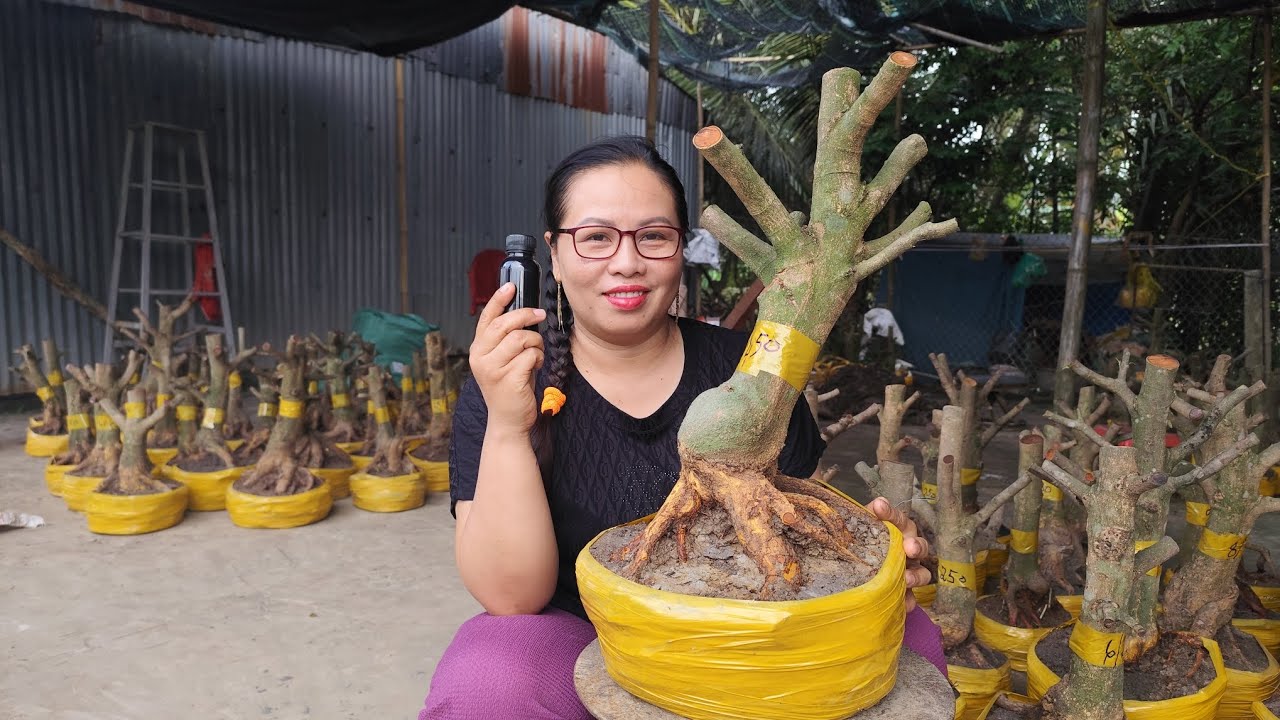 5/3 Dung.0383519488. xã rẻ lô mai vàng giảo hạt thủ đức em Dung kính mời 