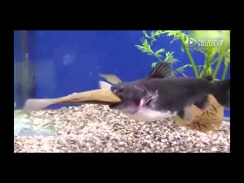 Ewww!! Catfish swallows an equal sized fish in 1 minute less