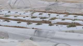 Farmer loses strawberry crop after winter storm