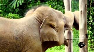 Through the Wormhole S05E01 Excerpt  Elephants in the Mirror   Animal Self Consciousness 720p
