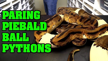 Pairing Ball Pythons Part 3