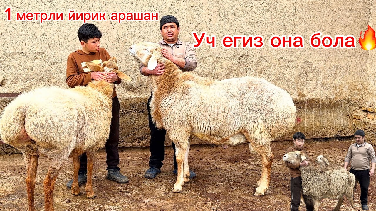 Уч егизчи она бола қўй🔥йирик бўғоз насилдор Арашан қўчқор