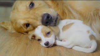 Dog Cries Every Time He's Touched — Until He Meets This Woman |The Dodo Dog Cries Every Time He S Touched Until He Meets This Woman The Dodo