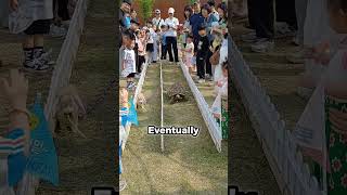 Details Why the Turtle Always Wins (@tobuk_farm) Update