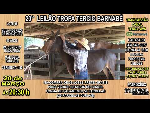 LOTE 35 - 20° LEILÃO TROPA TERCIO BARNABÉ