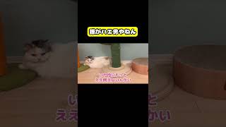 誰がハエ男やねん　#猫 #おもしろ #アテレコ #ニャンチューバーつくし