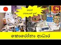 ජපන් රජයෙන් ශිෂ්යන්ට ලබා දුන් කොරෝනා වියලි ආහාර සලාකය - Unboxing Japanese Government's Food Package