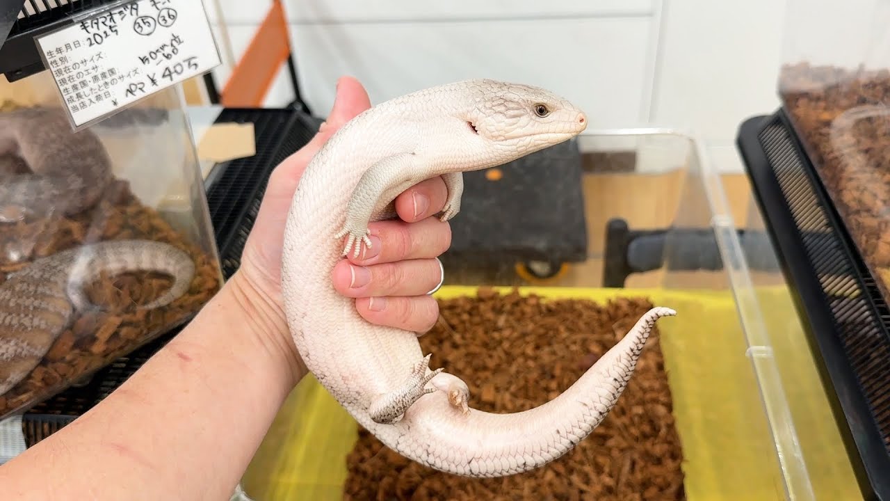 爬虫類イベントで激レア個体を大量に販売しているショップが凄すぎた！