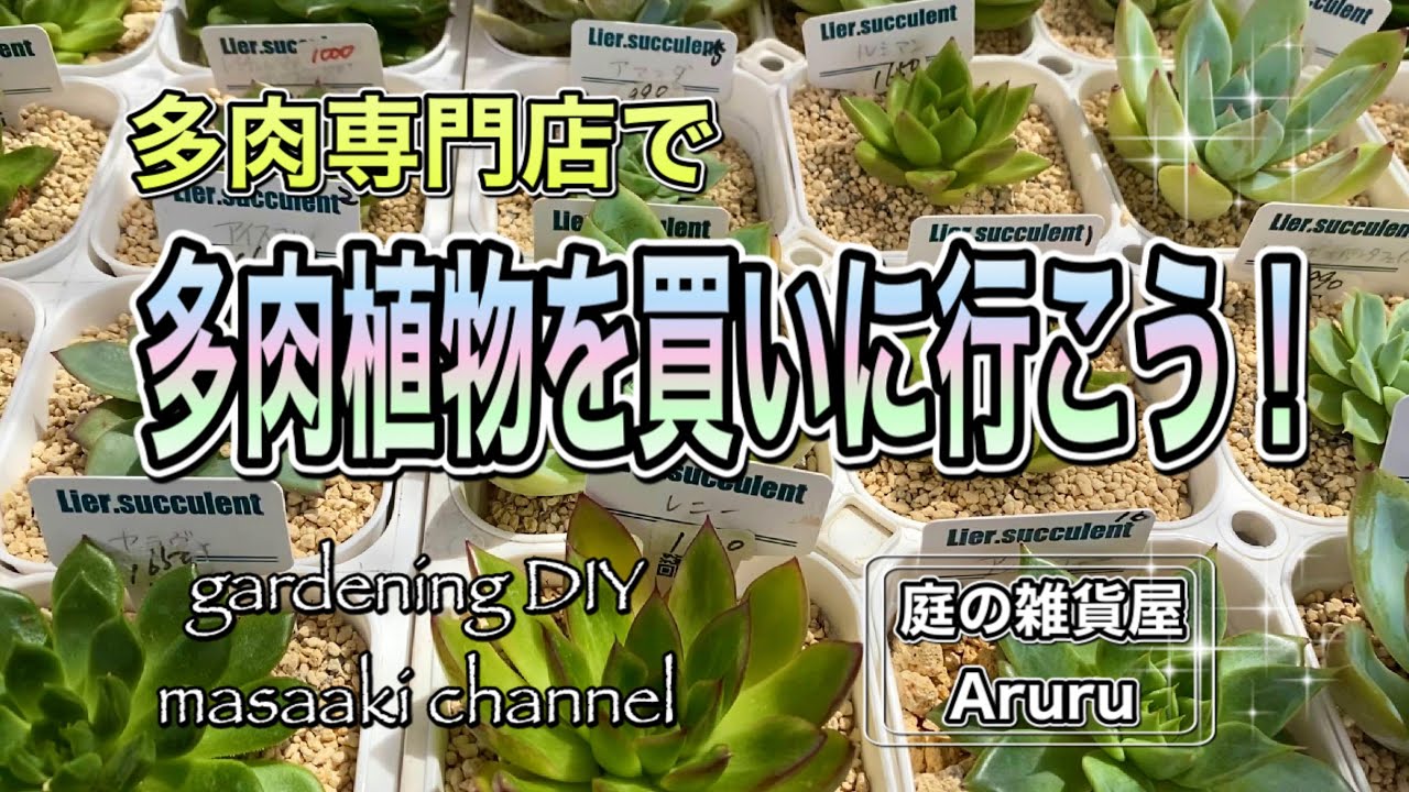 ガーデニングｄｉｙ 多肉植物はどこで買いますか １００均 ホームセンター 今度は多肉専門店にも行ってみよう Youtube