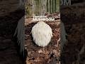 The Brain-Boosting Mushroom You’ve Never Seen
