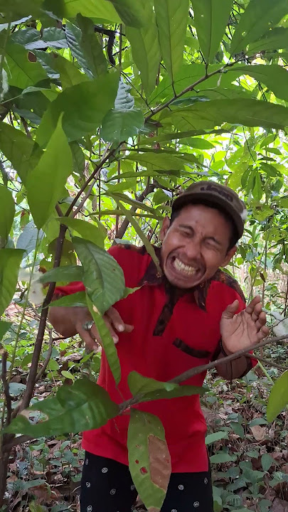 masteran burung viral lucu bikin ngakak hiburan warga 62 funny videos #funny #shorts #viral