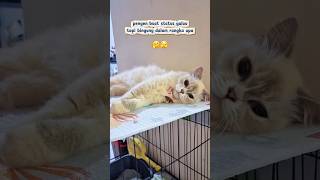 izin makasi yang tf 🫣🤣 #kucing #galau