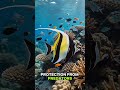Moorish Idol #marinelife #oceanwildlife #moorishidol