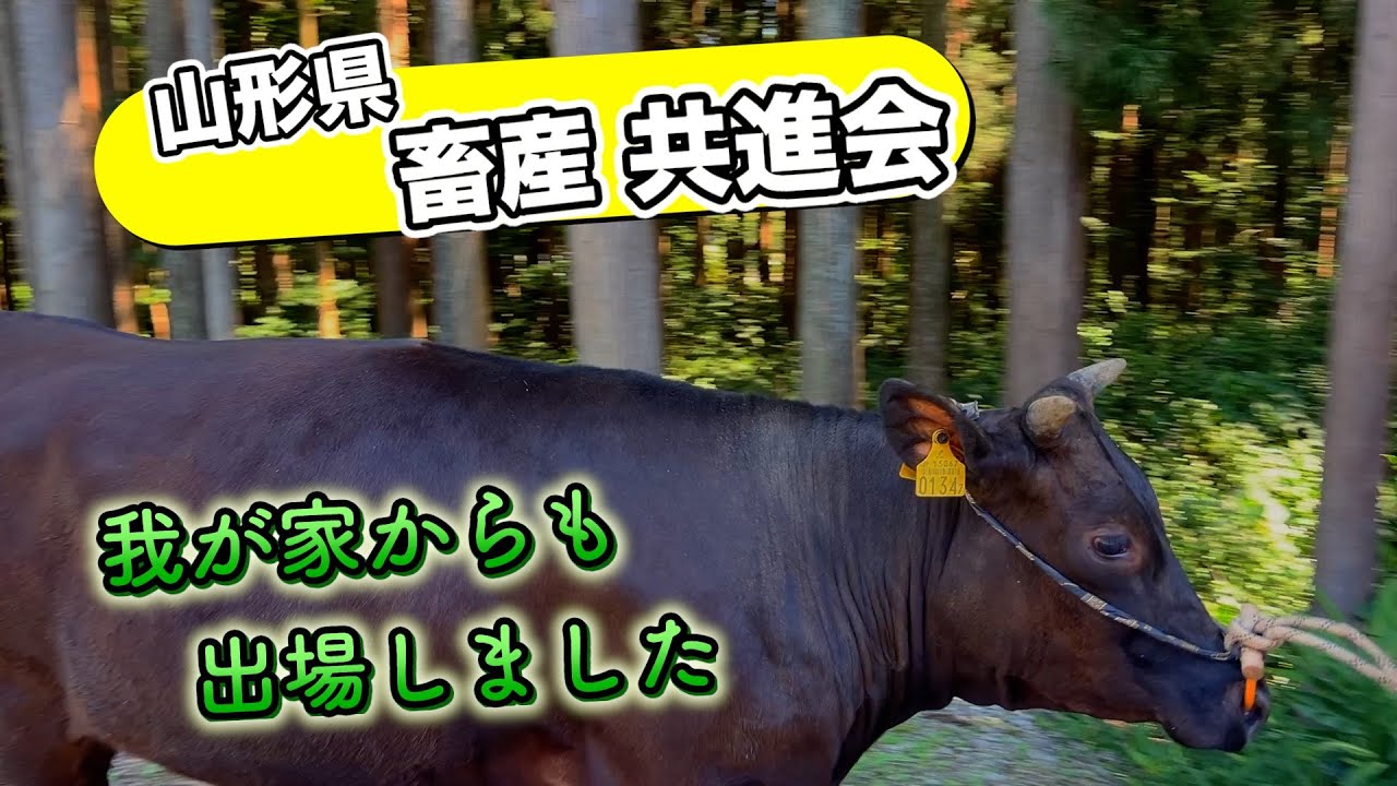 和牛の共進会出場しました