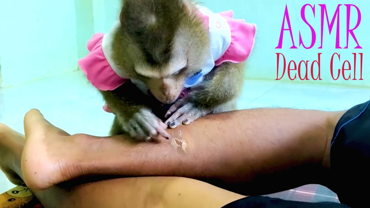 Bela Grooming Leg Deed Cell To Release Human
