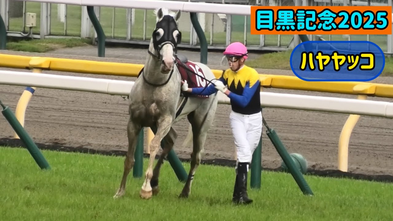 【目黒記念2025】痛みがありながらもゴールまで一生懸命走ろうとするが、競走中止したハヤヤッコ