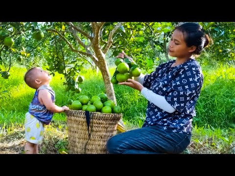 Harvest oranges to sell. Daily life of a single mother