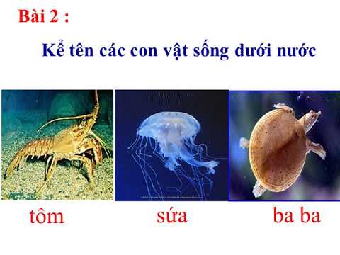 Lớp 2_Tuần 26_ LTVC_ Bài_ Từ ngữ về Sông biển Dấu phẩy