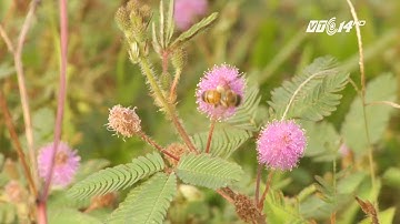 (VTC14)_ Xấu hổ - Cây thuốc của người xưa