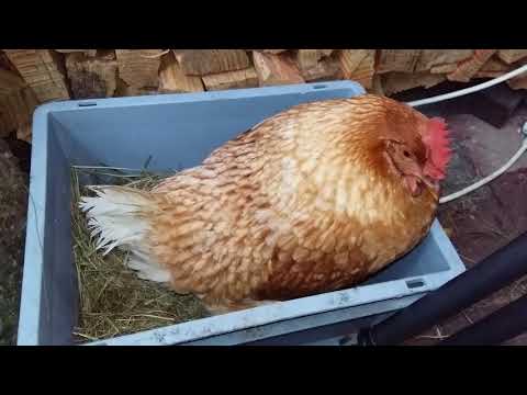 Video: Leggen turken eieren?