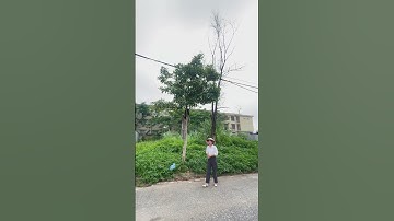 200m TĐC Bắc Phú Cát lhu tđc đẹp nhất hòa lạc #batdongsan