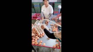 🌟🔴LIVE～Egg Sorting 🥚 2026-08-08