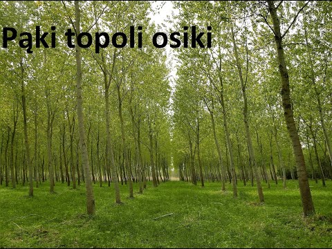 Wideo: Jak Odróżnić Osikę Od Topoli