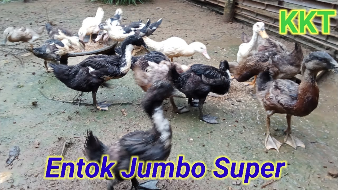 Entok Jumbo Super