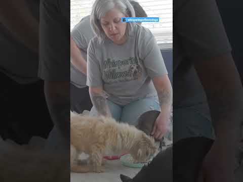 Video: Seniorhund med 
