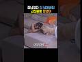 장난치다 선 넘어버린 고집불통 댕댕이