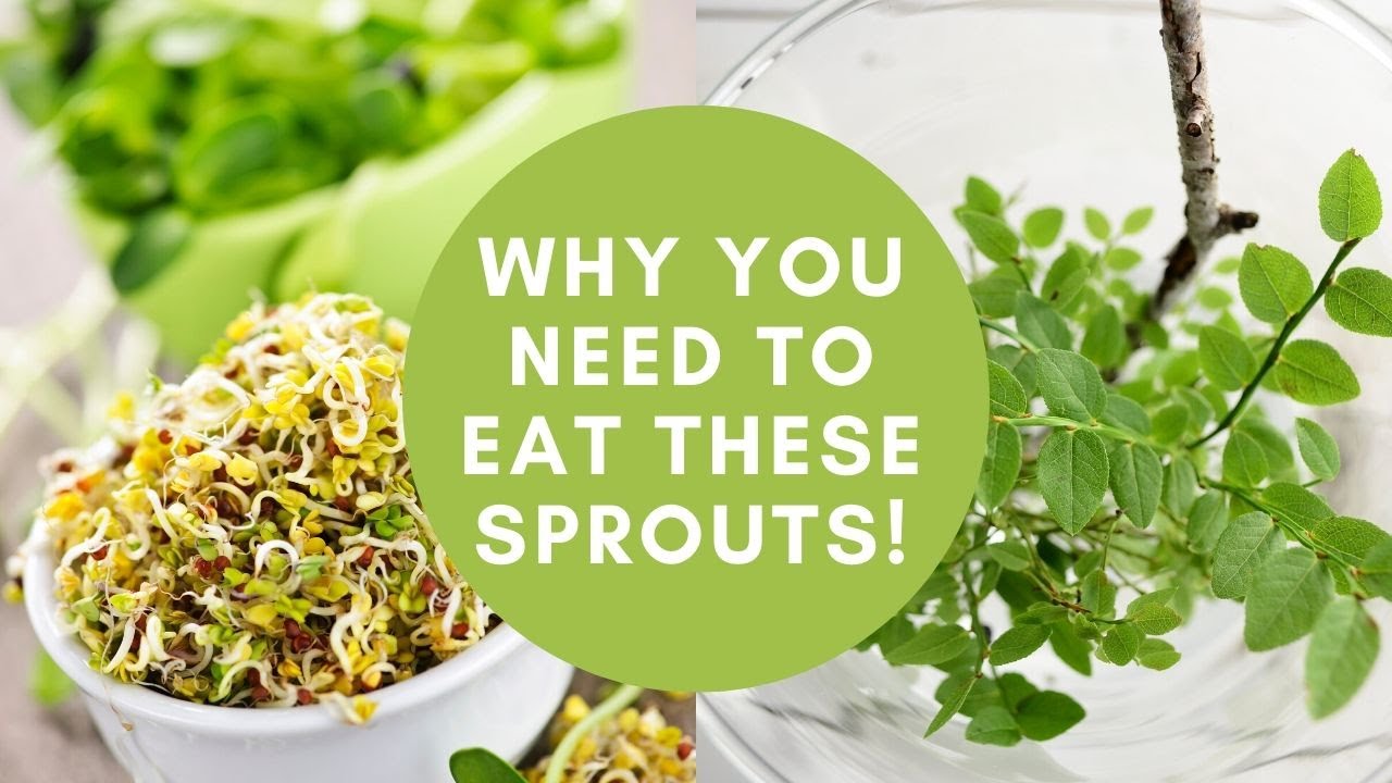 Health Benefits of Rye Sprouts Stay Healthy in 2020! YouTube