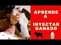 Aprende a inyectar correctamente tu ganado / ¿Cómo inyectar ganado?