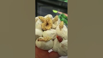 Get ready for an incredible experience as you witness the miracle of life unfolding!