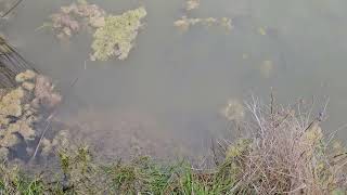 May 3rd 2024. Snapping turtle video 2...one eye  is back...