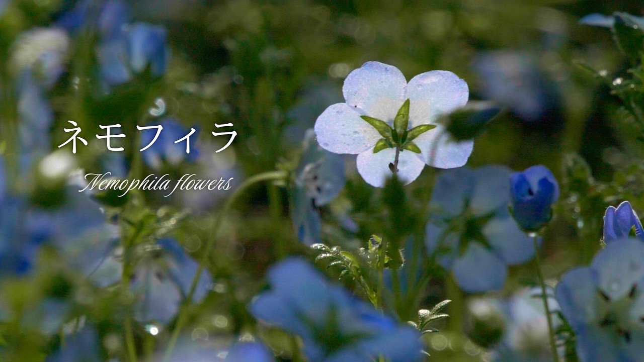 Blue flowerbed ~ Nemophila 4K [2026] Hibiya Park, Tokyo, Japan