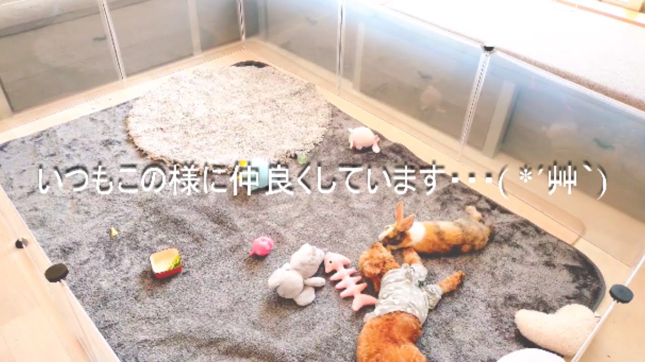 うさぎと犬は仲良く同居できる 仲良くなるコツ 飼う時の注意点は