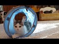 初めてのトンネルに大騒ぎな子ねこ。-Kitten Miri makes a fuss over her first tunnel toy.-