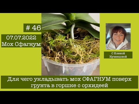 # 46 Для чего и как укладывать мох СФАГНУМ поверх грунта в горшке с орхидеей #УходЗаОрхидеями